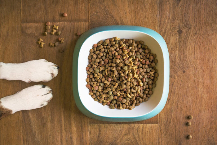 Is your dog’s food missing something?