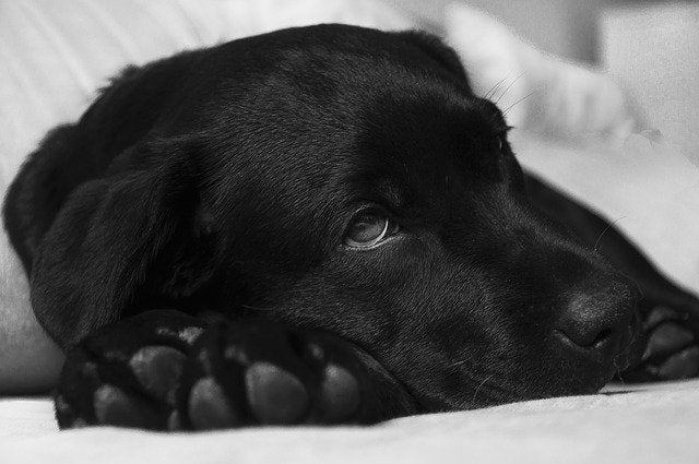 Has Canine Influenza Come to Your City?