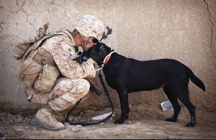 Military Dogs… Saving American Lives Since World War I