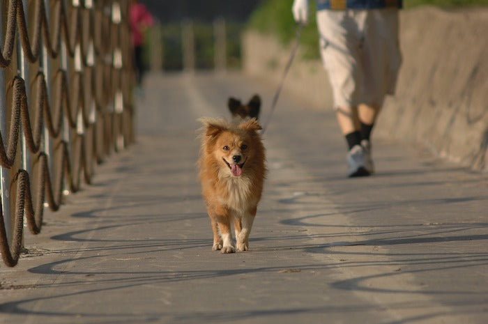 Walking your dog daily boosts YOUR health… Let the heeling begin!